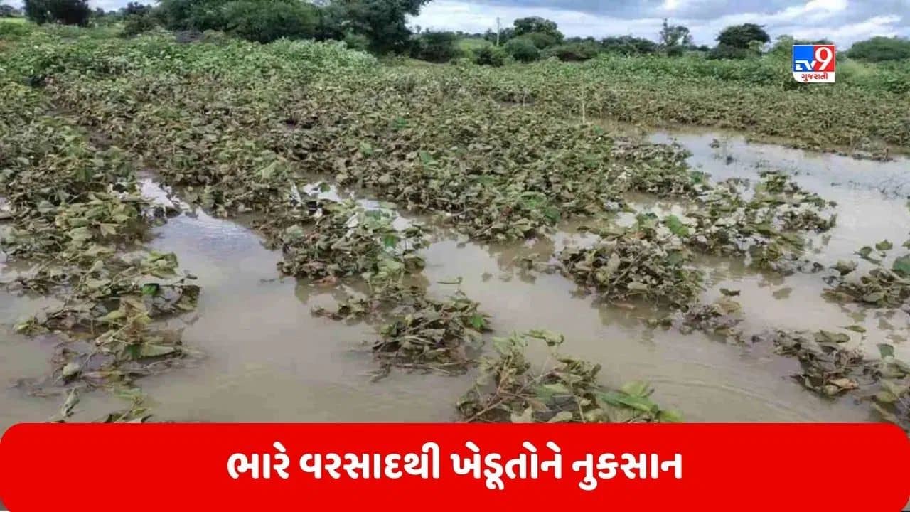 ધોરાજીમાં કમોસમી વરસાદે પાકને નુક્સાન પહોંચાડ્યું, જુઓ Video