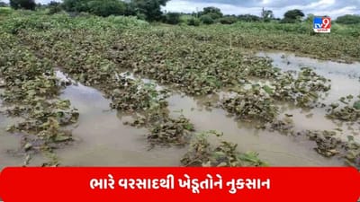 ધોરાજીમાં કમોસમી વરસાદે પાકને નુક્સાન પહોંચાડ્યું, જુઓ Video