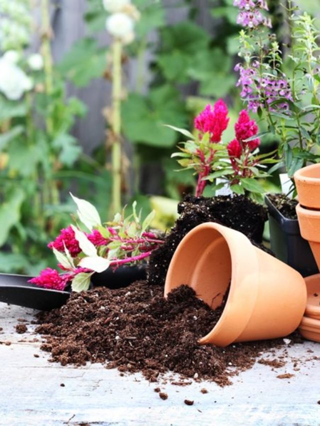 Plant In Pot : કુંડાની માટી ક્યારે અને કેવી રીતે બદલવી જોઈએ ? જાણો Plant In Pot : કુંડાની માટી ક્યારે અને કેવી રીતે બદલવી જોઈએ ? જાણો
