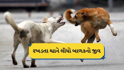 Rajkot :  4થી 5 રખડતા શ્વાને 5 વર્ષના બાળક પર કર્યો હુમલો, બાળકનું મોત, જુઓ Video