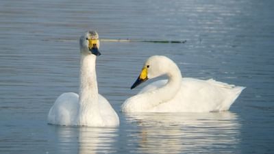હંસની મૂર્તિ ઉત્તર-પૂર્વ (ઈશાન ખૂણો )માં રાખવી, આ દિશા જ્ઞાન અને આધ્યાત્મ માટે શ્રેષ્ઠ છે. હંસની મૂર્તિ પૂજા રૂમ, પુસ્તકાલય, વિદ્યાર્થીઓનો અભ્યાસ કક્ષમાં લગાવી શકાય ઘરમાં ઉડતા હંસના ચિત્ર, પેઇન્ટિંગ કે સફેદ રંગની હંસની મૂર્તિ રાખવી, હંસની એકલી મૂર્તિ રાખવી નહિ,  હંસ જોડીમાં ઉડતા હોય એવી મૂર્તિ રાખવી વધુ શુભ માનવામાં આવે છે. (Credits: - Wikipedia)