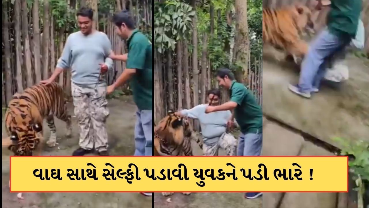 Tiger Attack Video: Tiger attack on Indian man going to selfie, incident video Tiger Attack Video: Tiger attack on Indian man going to selfie, incident video