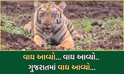 Breaking News: 32 વર્ષ બાદ ગુજરાતમાં દેખાયો વાઘ, દાહોદમાં વાઘના દેખાવાની IFS  અધિકારી સુસન્તા નંદાએ કરી પુષ્ટિ- જુઓ Video