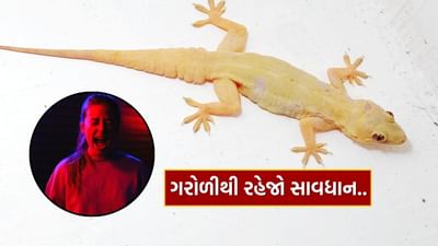 લગભગ દરેક ઘરમાં ગરોળી જોવા મળે છે. જેનાથી ઘરના તમામ લોકો દૂર ભાગતા હોય છે.
