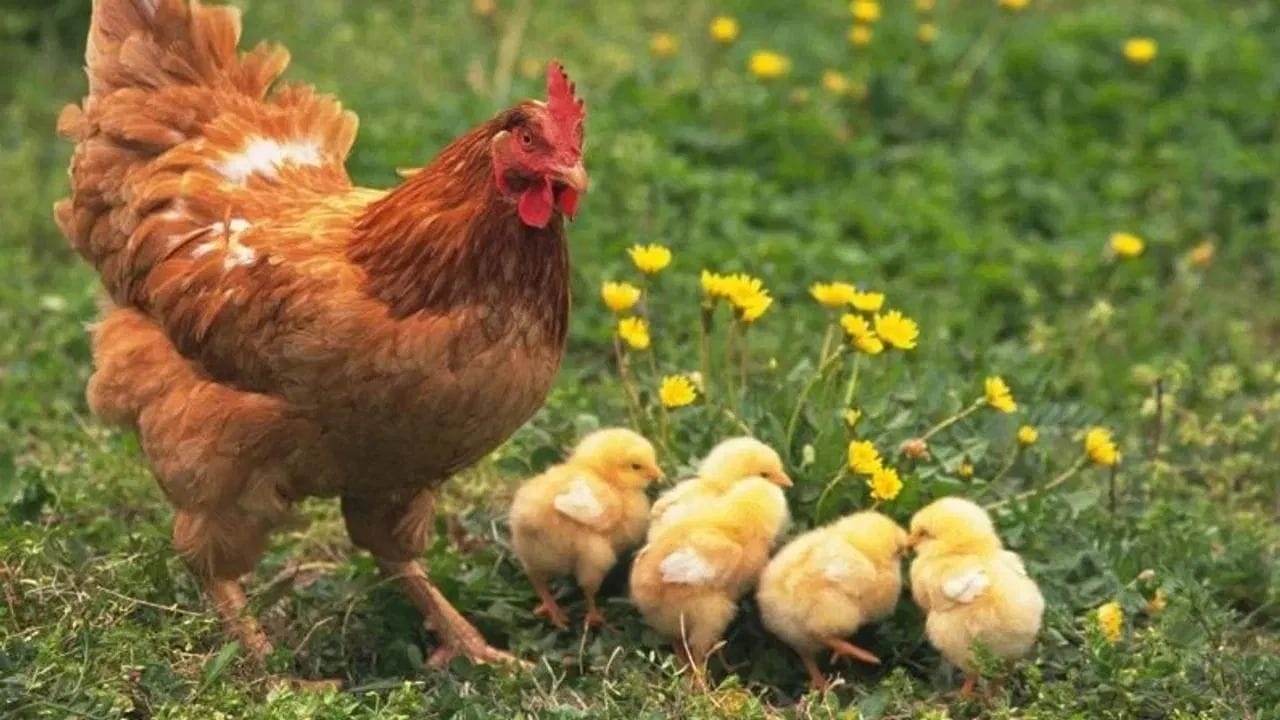 સંશોધકોના મતે, પૃથ્વી પર સૌથી પહેલા ઈંડું આવ્યું હતું. પણ મરઘીનું ઈંડું નહીં. મરઘીના ઈંડાના ઉત્પાદન માટે OC-17 નામનું ખાસ પ્રોટીન જરૂરી છે. તે ફક્ત મરઘીઓના અંડાશયમાં જ ઉત્પન્ન થાય છે. એટલા માટે વૈજ્ઞાનિકો કહે છે કે પહેલા મરઘીઓ આવી અને પછી મરઘીના ઈંડા.