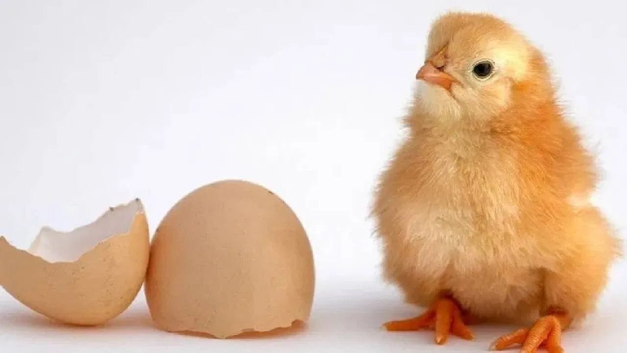 જો તમે દુનિયાના બધા ઈંડા એકસાથે જુઓ તો તમને ખબર પડશે કે ઈંડા પહેલા મરઘી આવી ગઈ. ઈંડાનો વિકાસ એક અબજ વર્ષોથી થયો છે. મરઘીઓ પૃથ્વી પર 10,000 વર્ષથી વધુ સમયથી અસ્તિત્વ ધરાવે છે.