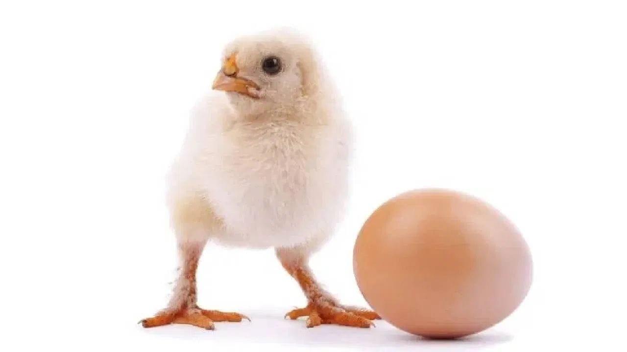 ભૂતકાળમાં, પ્રાણીઓને ઇંડા મૂકવા માટે જળાશયો પર આધાર રાખવો પડતો હતો. પરંતુ એમ્નિઅટિક ઇંડાએ તેમને આમાંથી મુક્ત કર્યા.