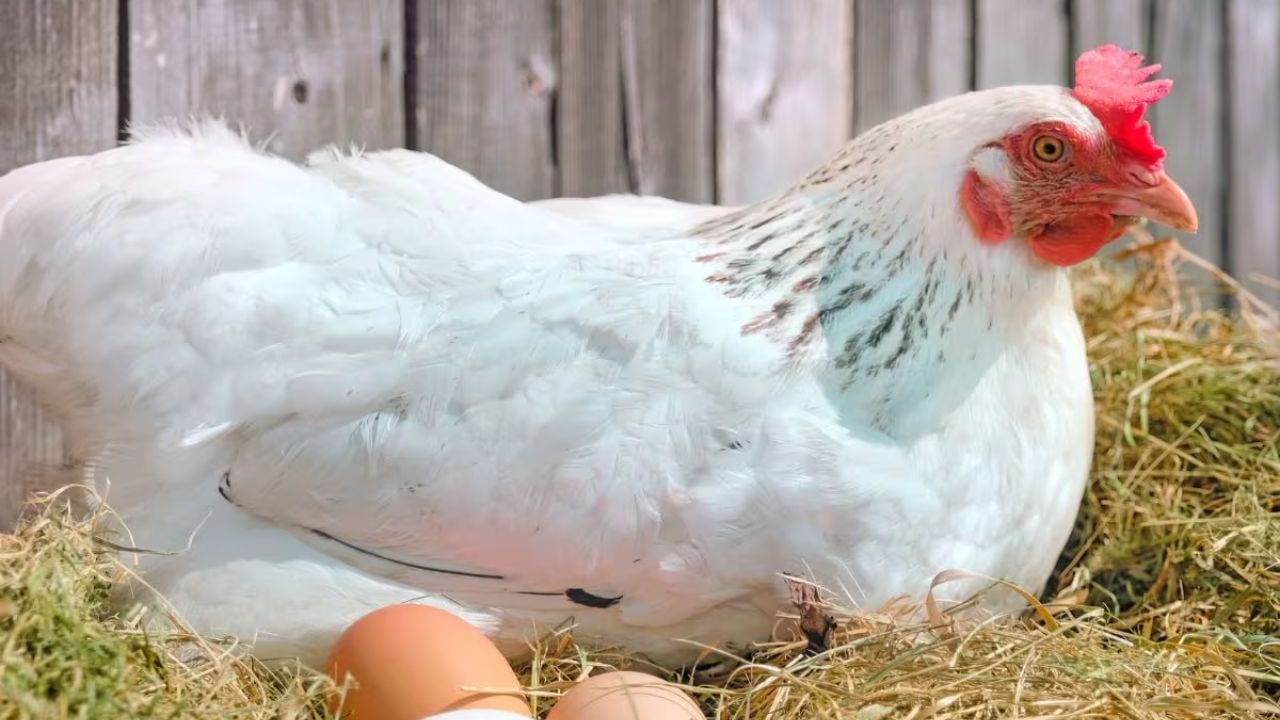 અભ્યાસોએ દર્શાવ્યું છે કે મરઘીઓના પૂર્વજો જીવતા હતા. આનો અર્થ એ થયો કે આ મરઘીઓના પૂર્વજો ઇંડા મૂકતા નહોતા. બચ્ચાઓને જન્મ આપવો. આ શોધ મરઘીઓના ઉત્ક્રાંતિ અને તેમની ઇંડા આપવાની પ્રક્રિયાને સમજવામાં મદદ કરશે.