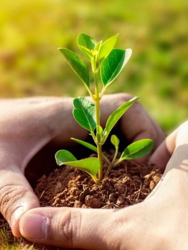 Plant In Pot : છોડમાં ખાતર નાખતી વખતે આ બાબતનું રાખો ધ્યાન Plant In Pot : છોડમાં ખાતર નાખતી વખતે આ બાબતનું રાખો ધ્યાન