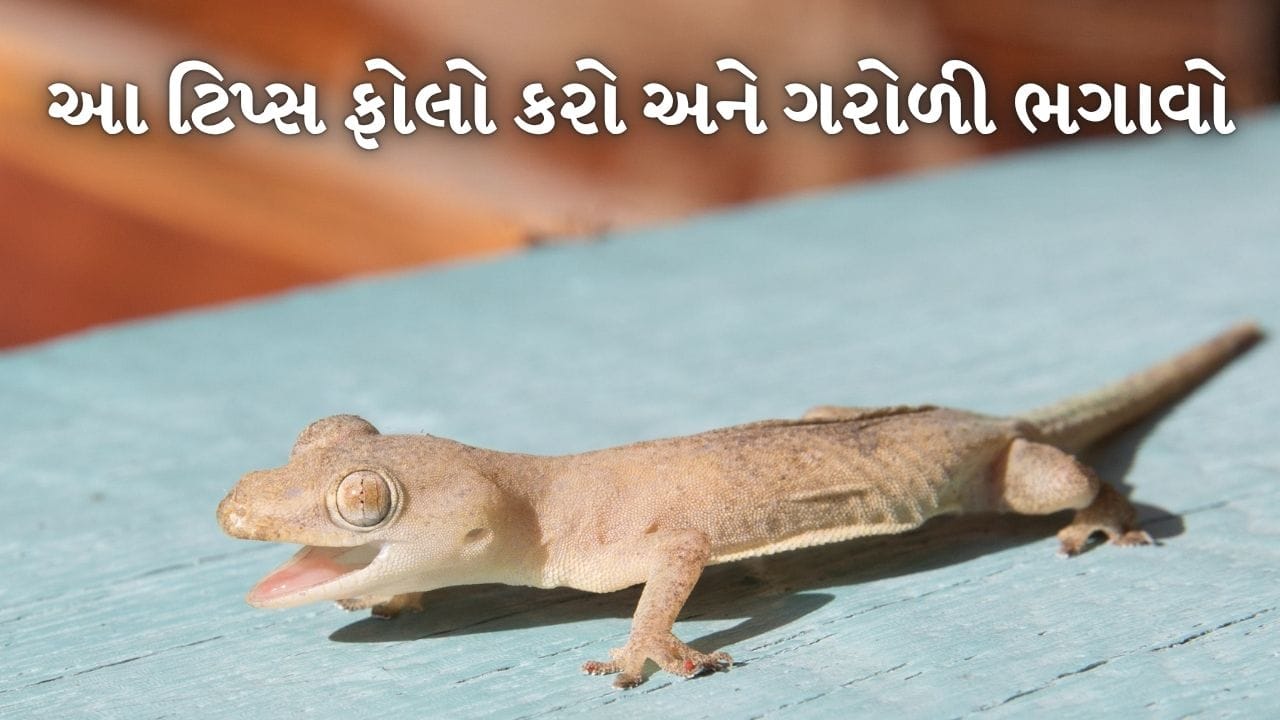 ઉનાળાની ઋતુમાં ઘરમાં ગરોળીનો આતંક ઘણો વધી જાય છે. આ ગરોળી ઘણીવાર રસોડાથી લઈને બાથરૂમ અને રૂમમાં પણ જોવા મળે છે. જો કે તેનાથી છુટકારો મેળવવા માટે વિવિધ ઉપાયો કરવામાં આવે છે પરંતુ થોડા સમય પછી તે ફરીથી દેખાવા લાગે છે.