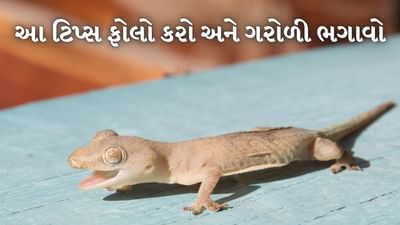 ઉનાળાની ઋતુમાં ઘરમાં ગરોળીનો આતંક ઘણો વધી જાય છે. આ ગરોળી ઘણીવાર રસોડાથી લઈને બાથરૂમ અને રૂમમાં પણ જોવા મળે છે. જો કે તેનાથી છુટકારો મેળવવા માટે વિવિધ ઉપાયો કરવામાં આવે છે પરંતુ થોડા સમય પછી તે ફરીથી દેખાવા લાગે છે.