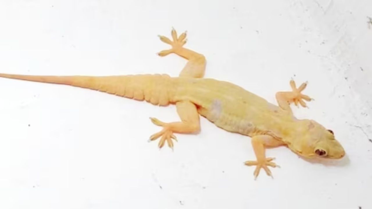 તેમજ ઘણા લોકો તેને ભગાડવા માટે હાનિકારક રસાયણોનો ઉપયોગ કરે છે. જો કે તમે તેને કોઈપણ રસાયણ વિના સરળતાથી ઘરમાંથી ભગાડી શકો છો.