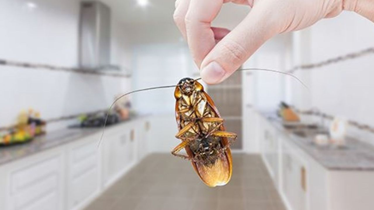 બેકિંગ પાવડર અને ખાંડ: બેકિંગ સોડા અને ખાંડ પણ તમને કોકરોચથી છુટકારો મેળવવામાં મદદ કરી શકે છે. આ માટે એક બાઉલમાં બેકિંગ સોડા અને ખાંડને સમાન માત્રામાં ભેળવીને મિશ્રણ તૈયાર કરો અને પછી તેને સ્પ્રે બોટલમાં નાખો અને તે સ્થળોએ સ્પ્રે કરો, જ્યાં આ મોટી સંખ્યામાં જોવા મળે છે.
