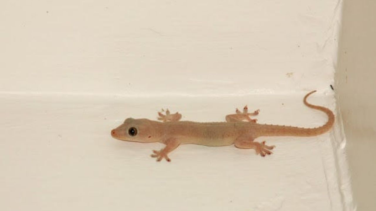 લસણ અને ડુંગળીની ગંધ: ગરોળીને લસણ અને ડુંગળીની તીવ્ર ગંધ ગમતી નથી. આવી સ્થિતિમાં, આ મિશ્રણ ગરોળીને ઘરથી દૂર ભગાડવામાં ખૂબ મદદરૂપ થઈ શકે છે. તમે બારીઓ અને દરવાજા પાસે લસણની કળી રાખી શકો છો અથવા ગરોળીના રસ્તા પર ડુંગળીનો રસ મૂકી શકો છો. આનાથી ગરોળી ભાગી જશે.