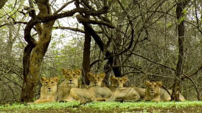 શાળામાં બાળકોને વેકેશન પડતા જ ફરવાનો પ્લાન બનાવવામાં આવે છે. જો બાળકોની સાથે તમે જંગલ સફારીમાં જવાનો પ્લાન બનાવી રહ્યા છો. તો સફારી સાથે જોડાયેલા કેટલાક નિયમો પહેલાથી જ જાણી લો.