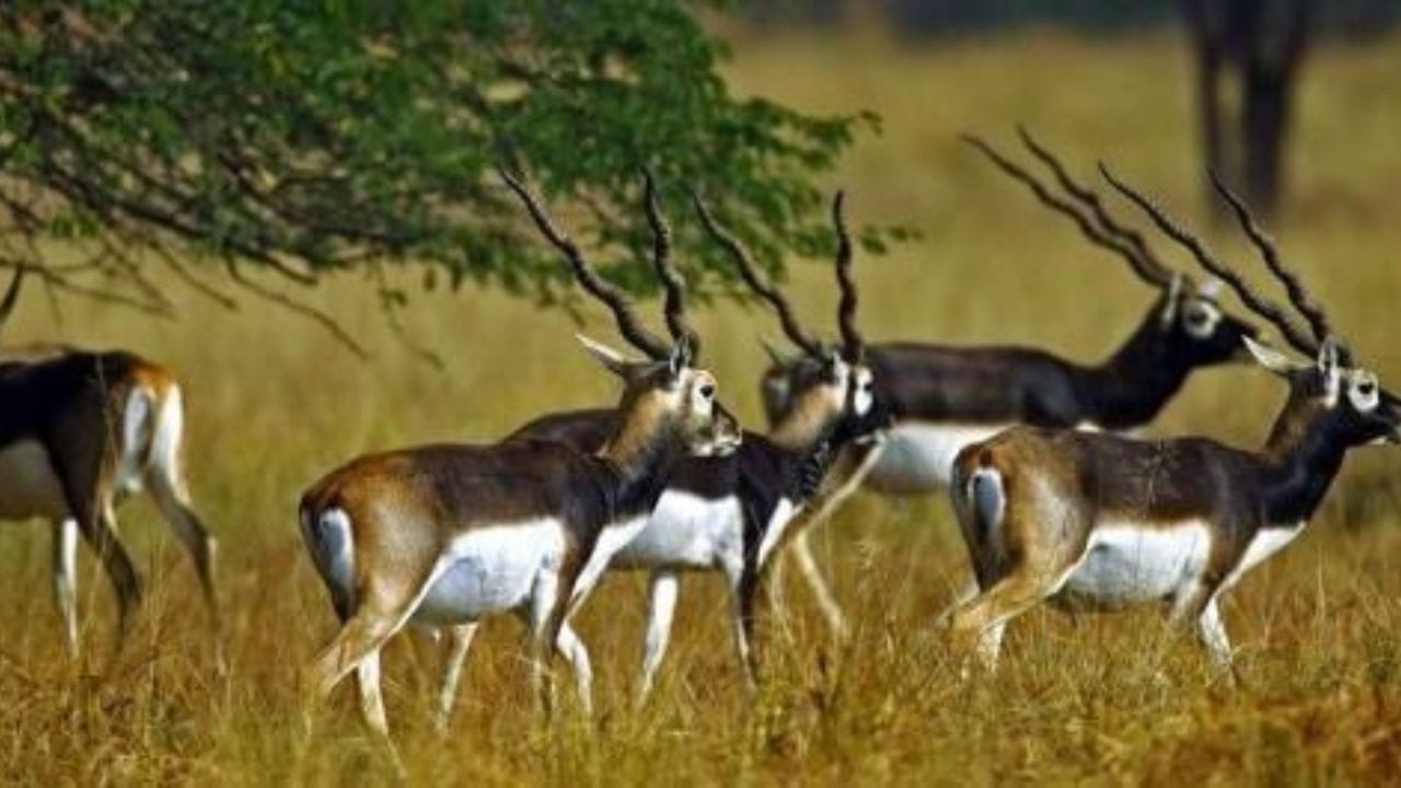 જંગલ સફારીમાં જવા માટે તમારા કપડાંના રંગનું ખાસ ધ્યાન રાખો. હંમેશા એવા કપડાં પહેરો જે જમીન અને ધાસ સાથે મેચ કરતા હોય. સફેદ, કાળા ,રંગીન કે પછી નિયોન કલરના કપડાં ન પહેરો.