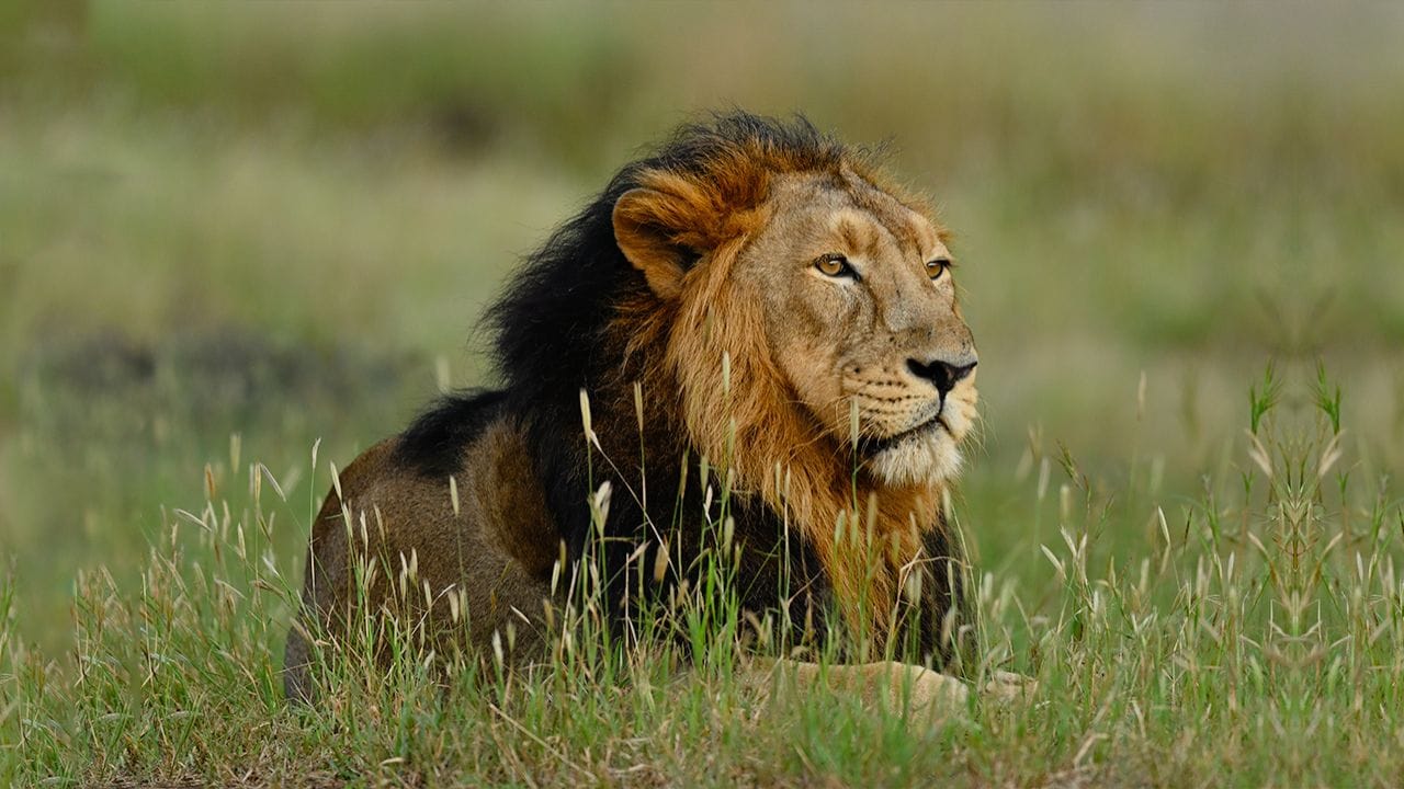 આમ તો જંગલ સફારી બાળકોને ખુબ જ પસંદ છે.અહી જતાં પહેલા તમારા બાળકોને પહેલાથી જ સમજાવી દો કે, અહી ચિસ્સો કે પછી કોઈ જાનવરને ખલેલે પહોંચાડવાની નથી.