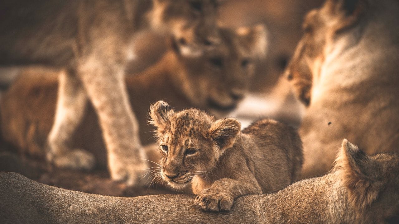 સેફ્ટી રુલ્સમાં એ પણ સામેલ છે કે, તમે જ્યારે પણ સફારીમાં જઈ રહ્યા છો તો. ડિયો, પરફ્યુમ કે,અંત્તર બિલકુલ ન લગાવો. આનાથી જંગલી જાનવરો અટ્રેક થઈ તમારી પર હુમલો પણ કરી શકે છે.