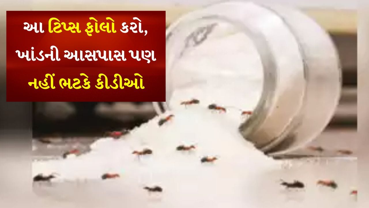 શું દર વખતે ખાંડના ડબ્બામાં કીડીઓ ઘુસી જાય છે? આ સરળ ટિપ્સ ફોલો કરો