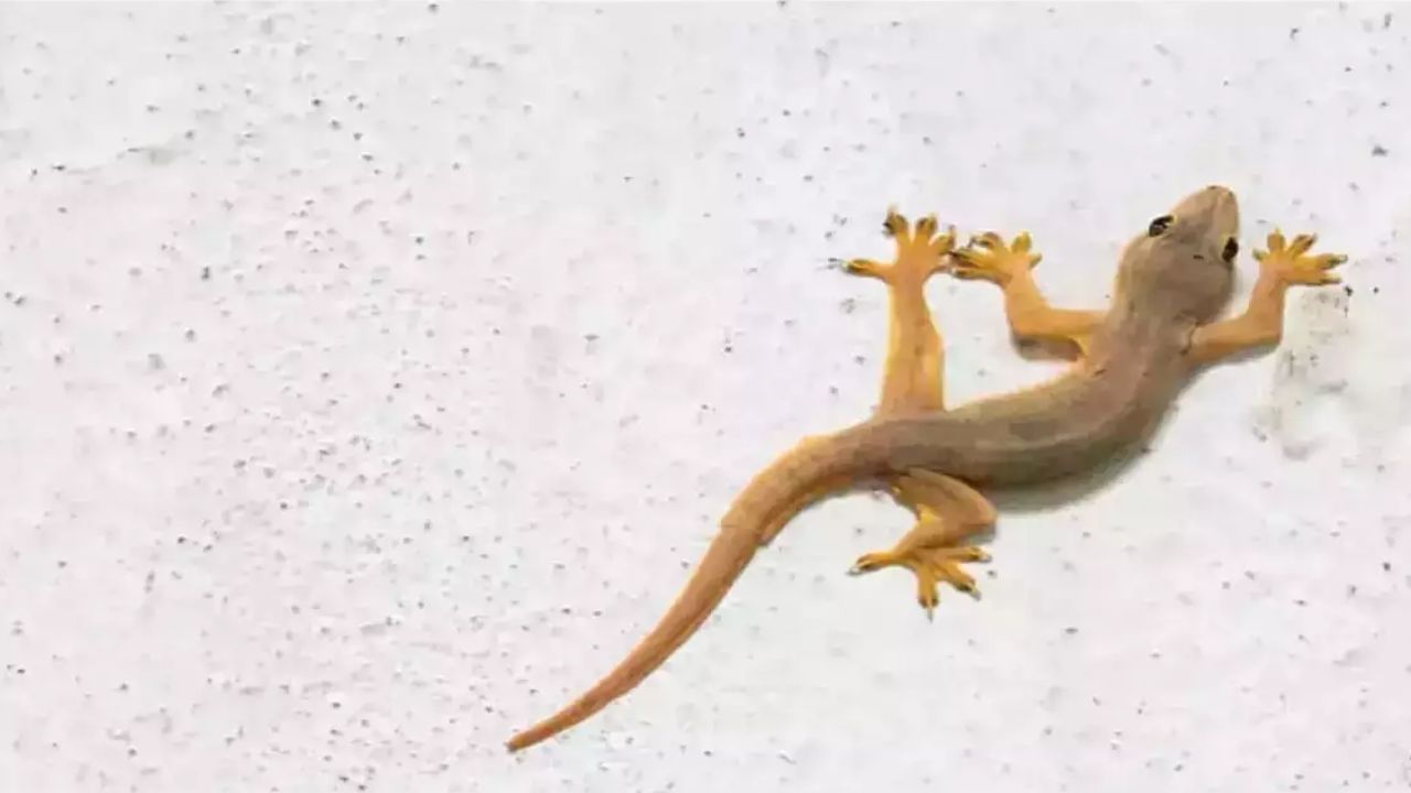 કાળા મરીનો સ્પ્રે: તમે કાળા મરીના સ્પ્રેથી પણ ગરોળીને ભગાડી શકો છો. આ માટે એક સ્પ્રે બોટલમાં પાણી ભરો અને તેમાં કાળા મરીનો ભૂકો ઉમેરો. હવે જ્યારે તમે આગલી વખતે છત પર ગરોળી ફરતી જુઓ, ત્યારે તરત જ આ સ્પ્રે તેના શરીર પર છાંટો. આમ કરવાથી તમને તમારા ઘરમાં ફરી ક્યારેય ગરોળી દેખાશે નહીં.