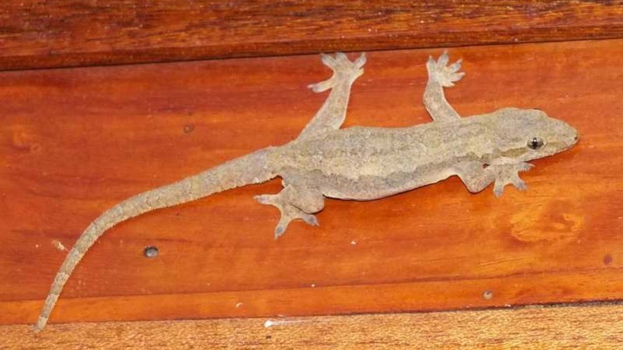 કોફી અને તમાકુનું મિશ્રણ: કોફી અને તમાકુનું મિશ્રણ ગરોળી માટે જગ્યા તરીકે કામ કરે છે. આ બંનેમાંથી નાના ગોળા બનાવો અને તેને ખૂણામાં રાખો જ્યાં ગરોળી આવે છે અને જાય છે. આ ગરોળીને ભગાડી દેશે.