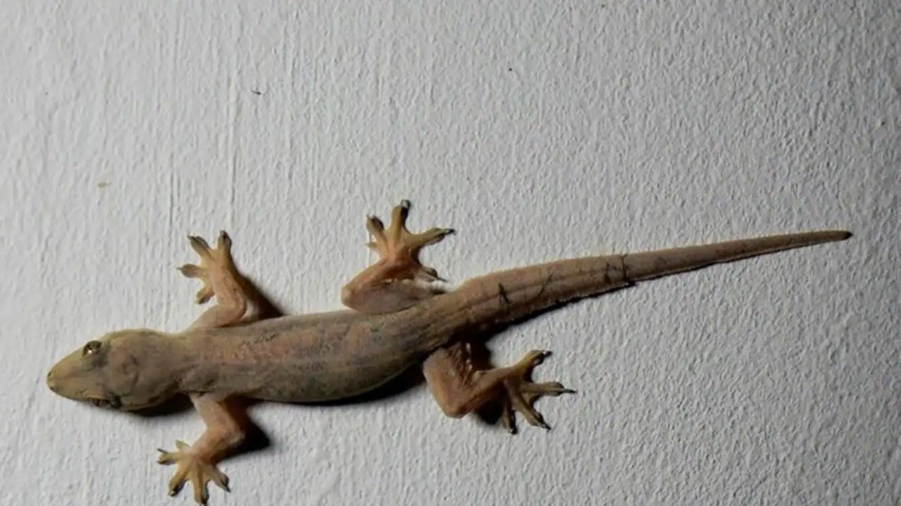 ઈંડાની છાલ: ઈંડાની છાલ તમને ગરોળીને ભગાડવામાં મદદ કરી શકે છે. ખરેખર ગરોળી ઈંડાની છાલથી ભાગી જાય છે. આવી સ્થિતિમાં આ છાલ એવી જગ્યાએ રાખો જ્યાં ગરોળી સૌથી વધુ દેખાય છે. આમ કરવાથી તમે ગરોળીથી છુટકારો મેળવી શકો છો.