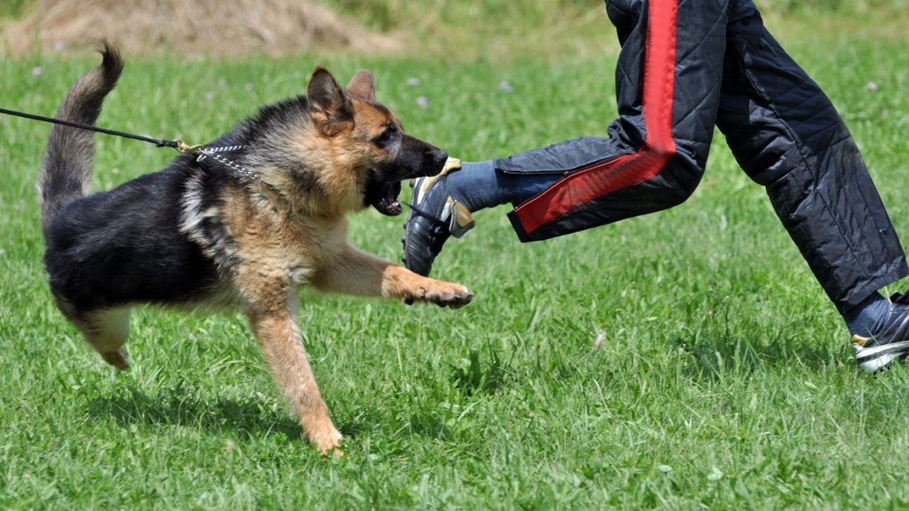 જાણો કાયદો શું કહે છે?: માલિક IPC ની કલમ 289 હેઠળ પાળતુ પ્રાણીના કૃત્યો માટે જવાબદાર છે. કલમ હેઠળ એક હજાર રૂપિયા સુધીનો દંડ અથવા છ મહિનાની જેલ અથવા બંને સજા થઈ શકે છે. (Disclaimer: જો તમારી પાસે કોઈ ચોક્કસ કેસ હોય તો કાનૂની નિષ્ણાત (વકીલ) ની સલાહ લેવી સલાહભર્યું છે. અહીં આપેલી માહિતી ફક્ત કોર્ટના નિર્ણયો અને કલમોને આધારે આપવામાં આવી છે. તમારે કોઈ કેસ માટે જાણવું હોય તો યોગ્ય વકીલની સલાહ લઈ શકો છો.)(All Image Symbolic)