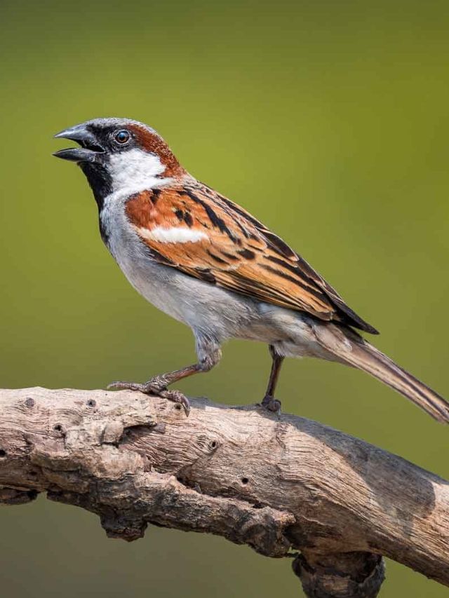 સવાર સવારમાં ચકલીનો અવાજ સાંભળવો કઈ વાતનો સંકેત આપે છે? સવાર સવારમાં ચકલીનો અવાજ સાંભળવો કઈ વાતનો સંકેત આપે છે?
