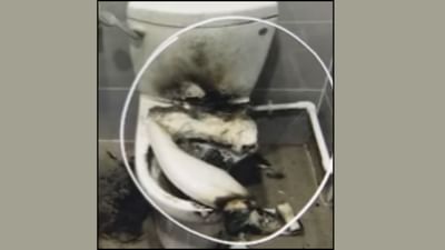 ગ્રેટર નોઈડામાં વેસ્ટર્ન ટોઇલેટમાં વિસ્ફોટ થતા વિદ્યાર્થી દાઝ્યો, જાણો કેમ થયો ધડાકો - જુઓ Video