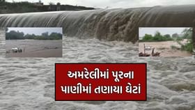અમરેલીમાં પૂર: 25 ઘેટાં તણાયા, ભારે વરસાદથી નદીઓ છલકાઈ અમરેલીમાં પૂર: 25 ઘેટાં તણાયા, ભારે વરસાદથી નદીઓ છલકાઈ