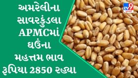 APMC : અમરેલીના સાવરકુંડલા APMCમાં ઘઉંના મહત્તમ ભાવ રૂપિયા 2850 રહ્યા APMC : અમરેલીના સાવરકુંડલા APMCમાં ઘઉંના મહત્તમ ભાવ રૂપિયા 2850 રહ્યા