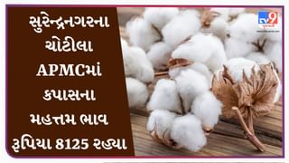 APMC Market Rates : સુરેન્દ્રનગરના ચોટીલા APMCમાં કપાસના મહત્તમ ભાવ રૂપિયા 8125 રહ્યા, જાણો જુદા-જુદા પાકના ભાવ