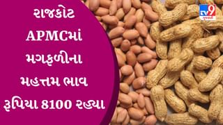 APMC Market Rates : રાજકોટ APMCમાં મગફળીના મહત્તમ ભાવ રૂપિયા 8100 રહ્યા, જાણો જુદા-જુદા પાકના ભાવ