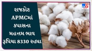 APMC Market Rates : રાજકોટ APMCમાં કપાસના મહત્તમ ભાવ રૂપિયા 8330 રહ્યા, જાણો જુદા-જુદા પાકના ભાવ