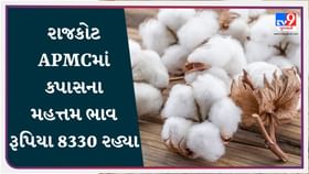 APMC Market Rates : રાજકોટ APMCમાં કપાસના મહત્તમ ભાવ રૂપિયા 8330 રહ્યા APMC Market Rates : રાજકોટ APMCમાં કપાસના મહત્તમ ભાવ રૂપિયા 8330 રહ્યા