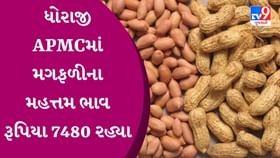APMC Market Rates: ધોરાજી APMCમાં મગફળીના મહત્તમ ભાવ રૂપિયા 7480 રહ્યા APMC Market Rates: ધોરાજી APMCમાં મગફળીના મહત્તમ ભાવ રૂપિયા 7480 રહ્યા