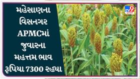APMC : મહેસાણના વિસનગર APMCમાં જુવારના મહત્તમ ભાવ રૂપિયા 7300 રહ્યા APMC : મહેસાણના વિસનગર APMCમાં જુવારના મહત્તમ ભાવ રૂપિયા 7300 રહ્યા