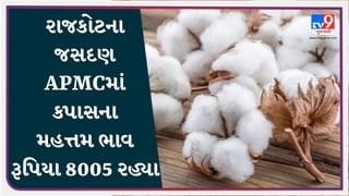 APMC Market Rates : રાજકોટના જસદણ APMCમાં કપાસના મહત્તમ ભાવ રૂપિયા 8005 રહ્યા, જાણો જુદા-જુદા પાકના ભાવ