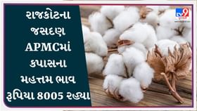 APMC : રાજકોટના જસદણ APMCમાં કપાસના મહત્તમ ભાવ રૂપિયા 8005 રહ્યા APMC : રાજકોટના જસદણ APMCમાં કપાસના મહત્તમ ભાવ રૂપિયા 8005 રહ્યા