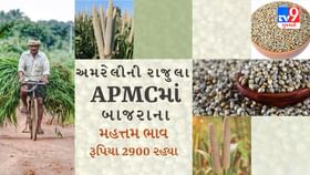 APMC Market Rates : અમરેલીની રાજુલા APMCમાં બાજરાના મહત્તમ ભાવ રૂપિયા APMC Market Rates : અમરેલીની રાજુલા APMCમાં બાજરાના મહત્તમ ભાવ રૂપિયા