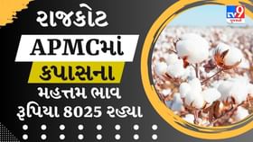 APMC Market Rates : રાજકોટ APMCમાં કપાસના મહત્તમ ભાવ રૂપિયા 8025 રહ્યા APMC Market Rates : રાજકોટ APMCમાં કપાસના મહત્તમ ભાવ રૂપિયા 8025 રહ્યા