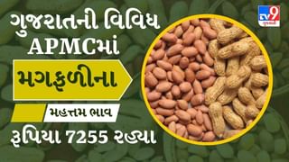 APMC Market Rates : ડીસા  APMCમાં મગફળીના મહત્તમ ભાવ રૂપિયા 7255 રહ્યા, જાણો જુદા-જુદા પાકના ભાવ