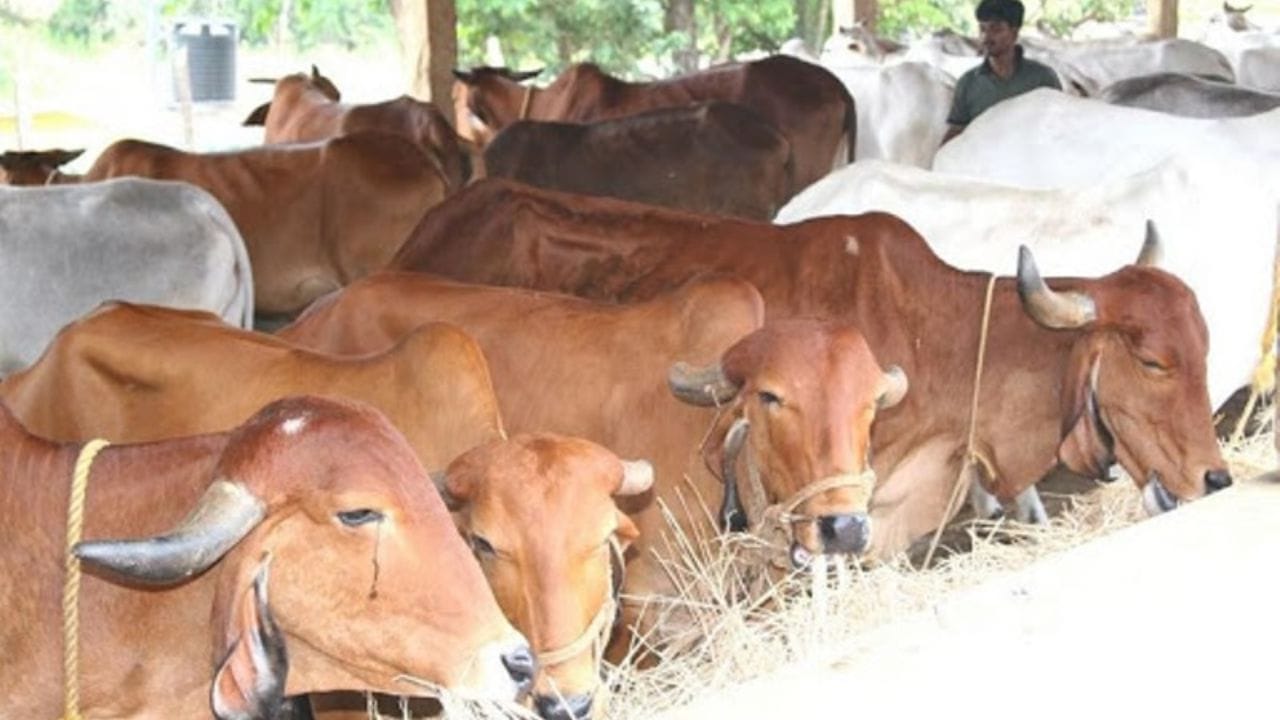 આહીર શબ્દનો મૂળ અર્થ ગૌપાલક અથવા ગોવાળિયા છે. આહિરો પરંપરાગત રીતે પશુપાલન અને કૃષિ સાથે સંકળાયેલા રહે છે. સરળ ભાષામાં કહીએ તો જે લોકો પશુપાલન સાથે સંકળાયેલા હોય છે.