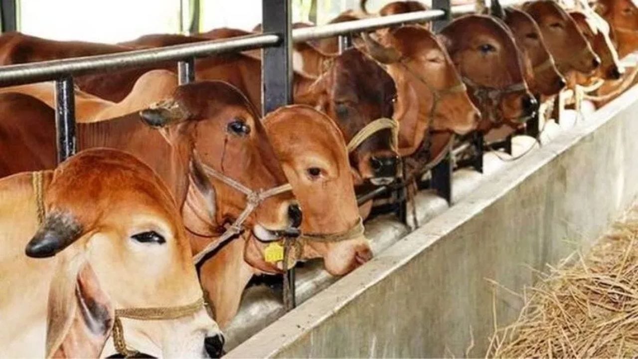 આહીર જાતિનો ઇતિહાસ ઘણો પ્રાચીન છે અને હિંદુ પૌરાણિક સાહિત્ય તથા ઇતિહાસિક પુરાવાઓમાં તેનું ઉલ્લેખ જોવા મળે છે. આહીરો પોતાને શ્રીકૃષ્ણના વંશજ યાદવો માને છે. ભગવાન કૃષ્ણ પોતે ગોવાળિયા હતા અને ગોકુલમાં ગોપ-ગોપીઓ વચ્ચે મોટા થયા  હતા. તેથી, આહીર જાતિ પોતાને કૃષ્ણ અને યાદવ સંસ્કૃતિનો વારસદાર માને છે.