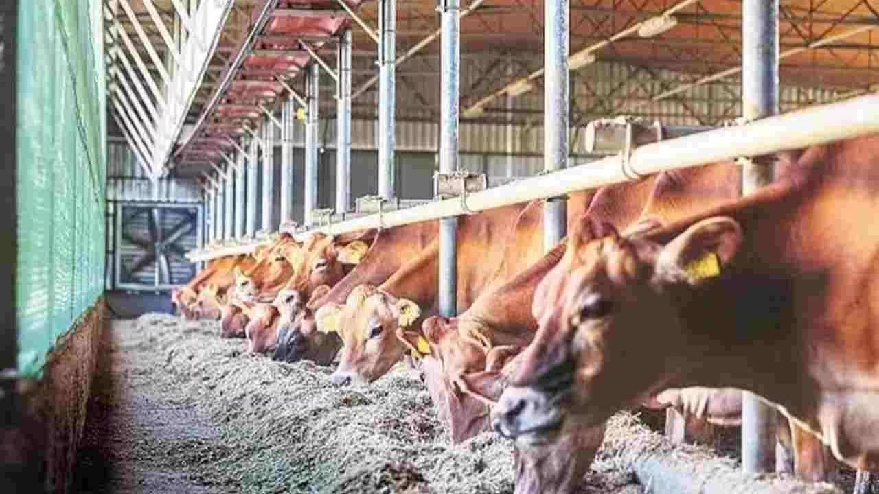 આહીર જાતિ ભારતમાં ખાસ કરીને ગુજરાત, મહારાષ્ટ્ર, રાજસ્થાન, ઉત્તર પ્રદેશ, હરિયાણા અને બિહાર જેવા રાજ્યોમાં વસવાટ કરે છે. ગુજરાતમાં તેઓ મુખ્યત્વે સૌરાષ્ટ્ર, કચ્છ અને મધ્ય ગુજરાતમાં જોવા મળે છે.