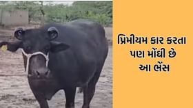 પ્રિમીયમ કાર કરતા પણ મોંઘી કિંમતે વેચાઈ કચ્છની આ લાખેણી ભેંસ પ્રિમીયમ કાર કરતા પણ મોંઘી કિંમતે વેચાઈ કચ્છની આ લાખેણી ભેંસ