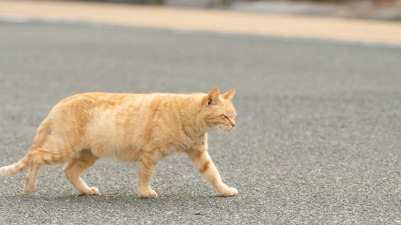 આવી સ્થિતિમાં, 'રાધા-રાધા' નામ યાદ કરીને આગળ વધો. જો પછી પણ કંઈક અશુભ થાય, તો અમને જણાવો."