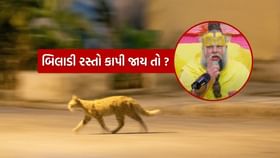 શું ખરેખર બિલાડી તમારો રસ્તો કાપે તો અશુભ છે? શું ખરેખર બિલાડી તમારો રસ્તો કાપે તો અશુભ છે?