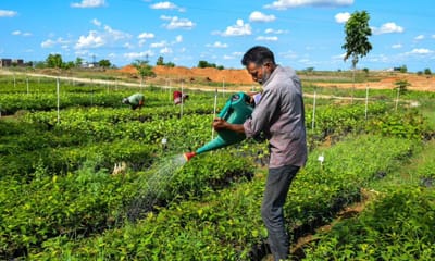 સદ્દગુરુ દ્વારા સંચાલિત કાવેરી કોલિંગ અભિયાન અંતર્ગત 2024-25માં 1.36 કરોડ વૃક્ષોનું કરાયુ વાવેતર, કૂલ આંકડો 12.2 કરોડ થયો