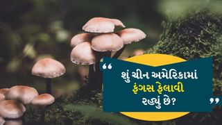 શું ચીન અમેરિકામાં ખેતીનો નાશ કરવા માંગે છે? ખતરનાક ફંગસની તસ્કરી કરતા 2 રિસર્ચર પકડાયા
